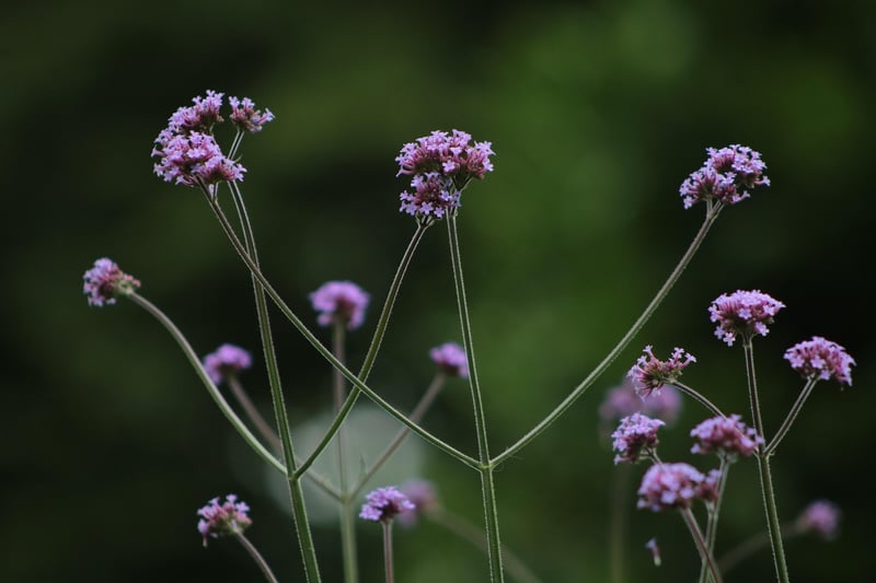 Bird-Friendly Gardens